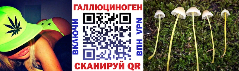 Псилоцибиновые грибы Psilocybe  Абинск 